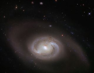 The Hubble Space Telescope has captured this new view of a peculiar spiral galaxy with rings within its winding galactic arms. Known as NGC 2273, this galaxy is officially designated as a barred spiral, meaning that it has a central bar of stars and pinwheeling arms. But this galaxy also has several ring structures within its spiral arms. NGC 2273 hosts one inner ring along with two outer "pseudorings." Astronomers believe these rings were created by spiral arms appearing to wind up tightly into a closed loop.