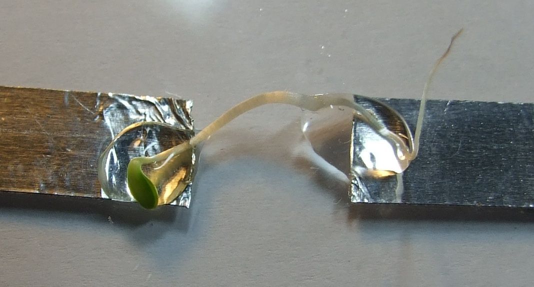 biowire created from a lettuce seedling and electrodes.