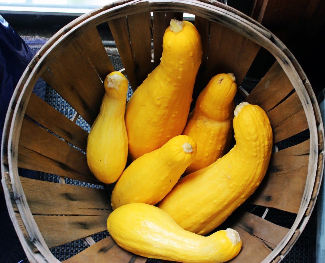 What Is Crookneck Squash Growing Crookneck Squash In The Garden