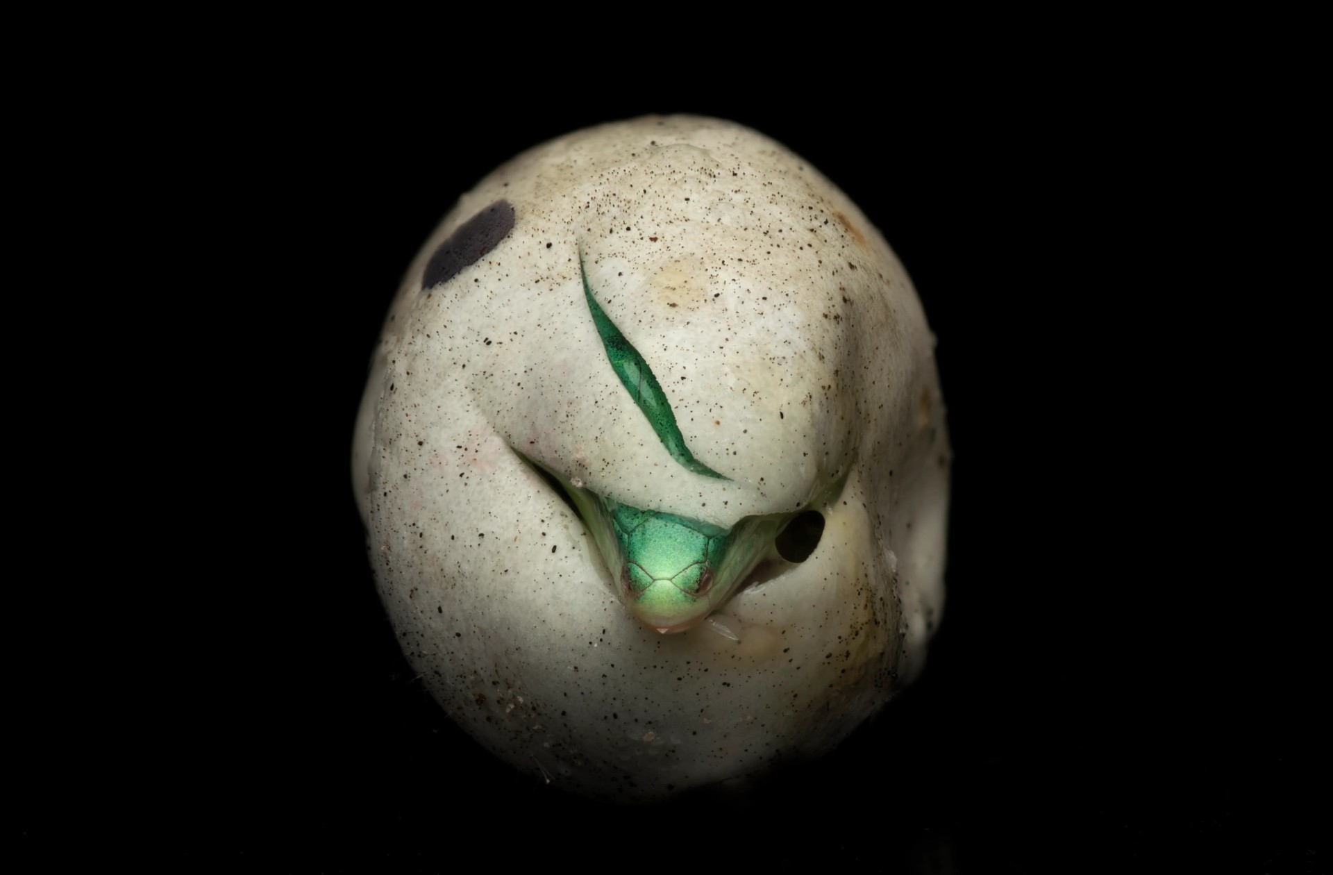 A close-up photograph shows the bright green head of a hatching snake emerging from a small slit in its speckled, off-white egg, set against a black background.