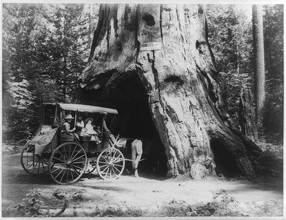 Pioneers cabin tree.