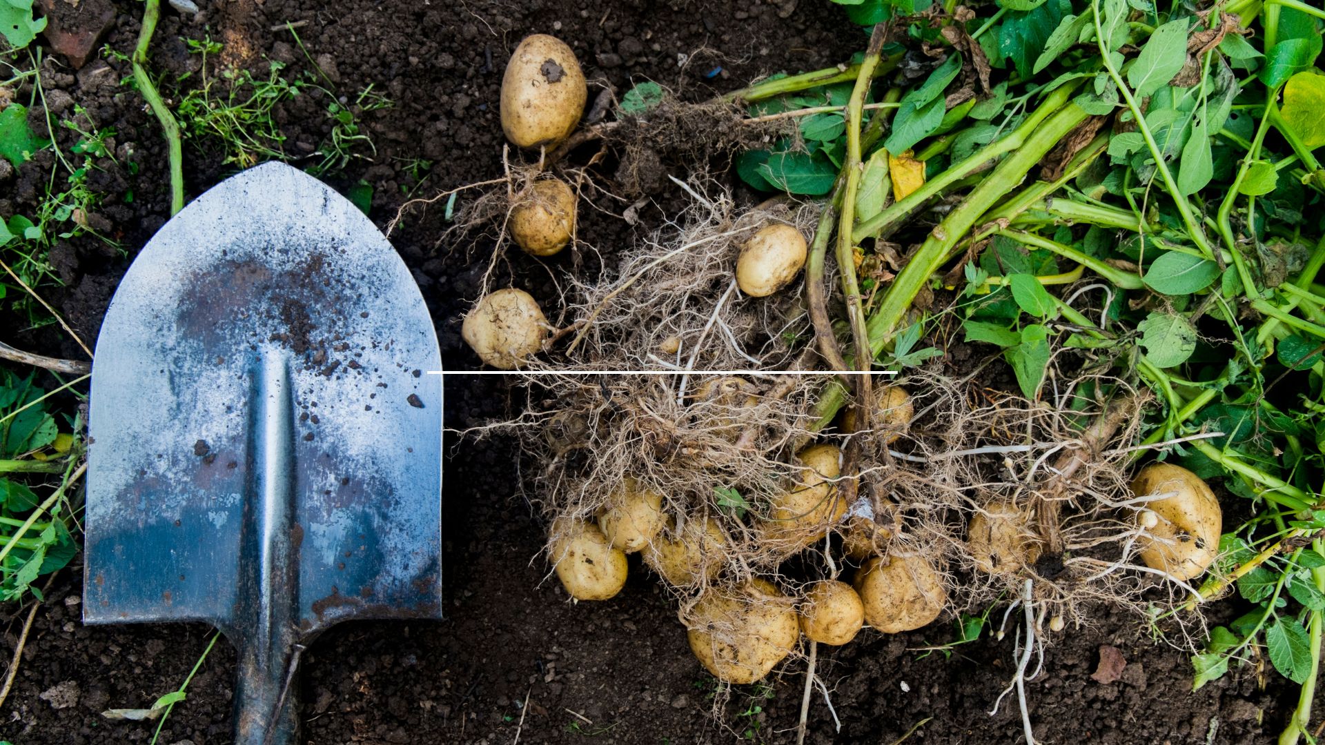 picture of potatoes unearthed in garden