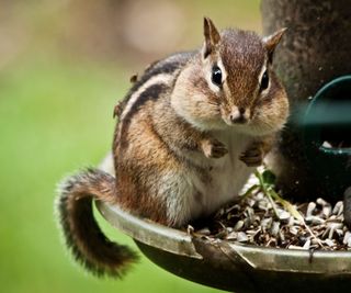 A chipmunk eating on a bird feeder