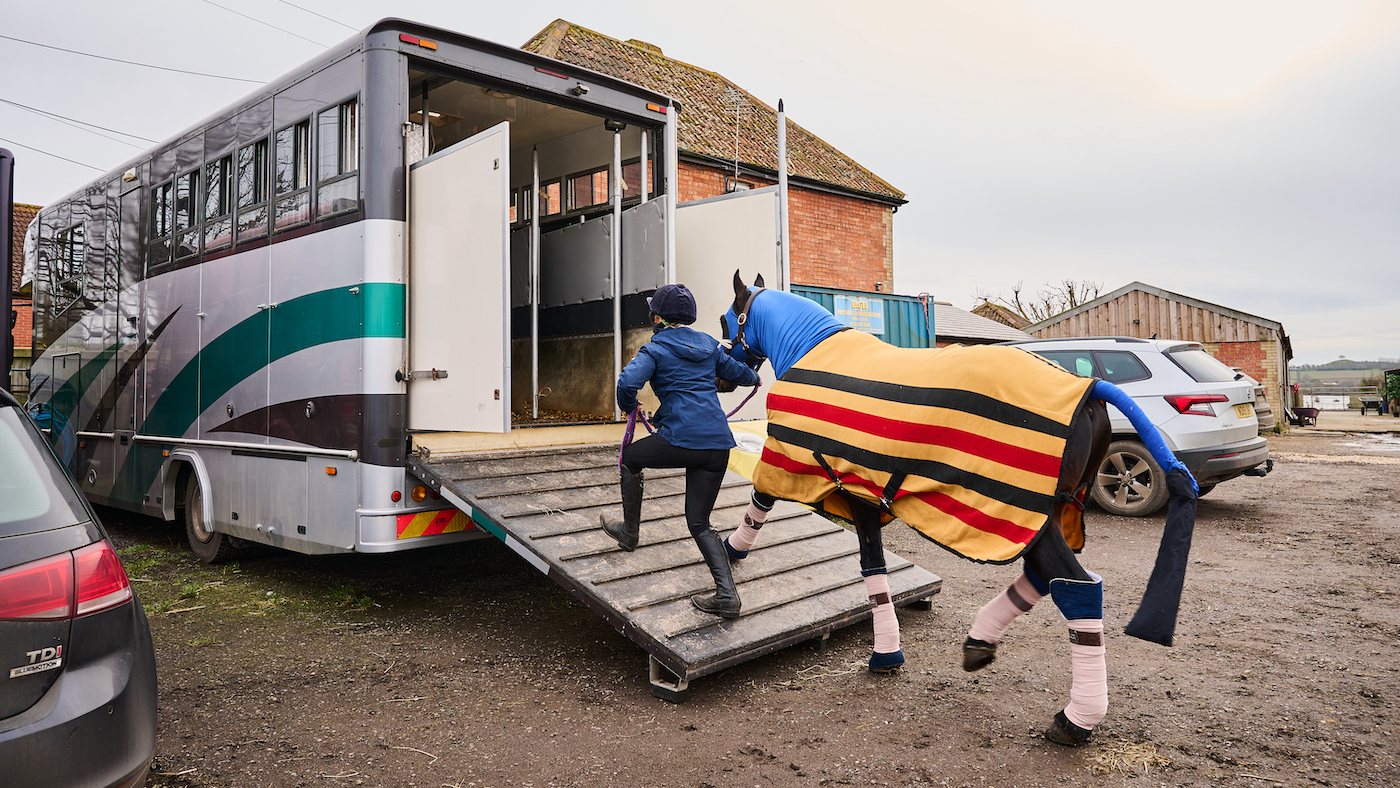 Loading a horse, one of the ways of handling horses on the ground.