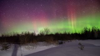 treeline with green auroras just above and red auroras reaching into the sky. a snowy landscape covers the front
