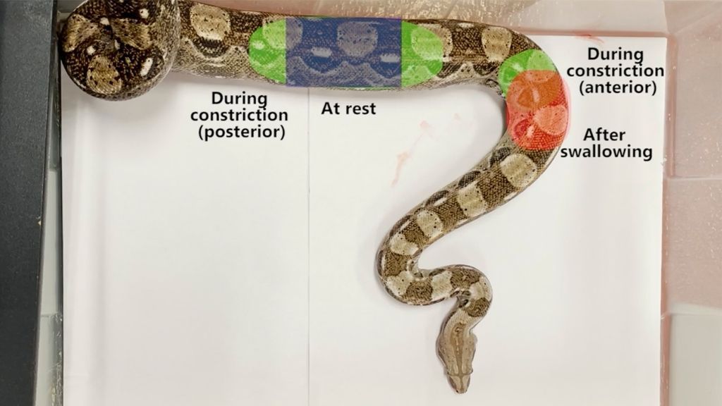 How do boa constrictors avoid suffocating when they squeeze their prey? Live Science