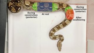 photo of a boa constrictor with different sections of the snake labeled, showing where rib-powered breathing occurs during different behaviors