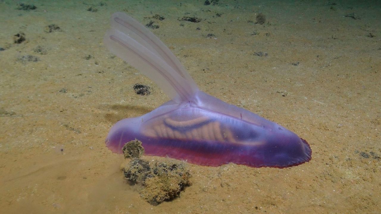 A ‘gummy squirrel’ on the Pacific Ocean floor