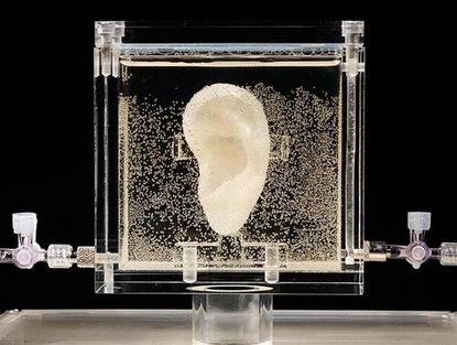 Artist creates replica of Van Gogh's ear using living cells from relative