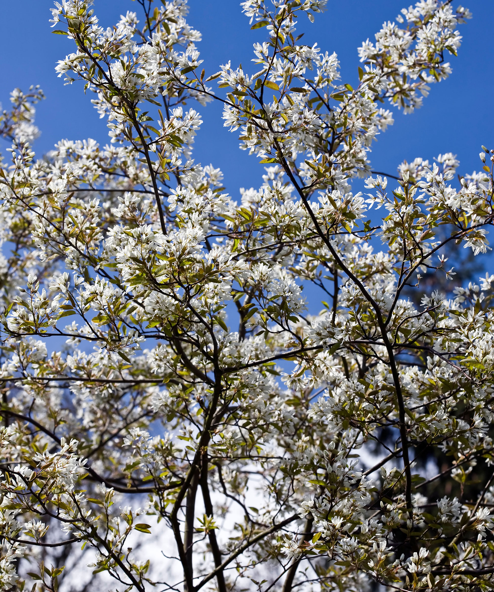 Amelanchier lamarckii 'Juneberry'