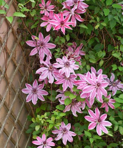 Summer clematis care and growing guide: expert advice | Gardeningetc