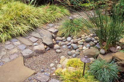 A rain garden with stones and grasses