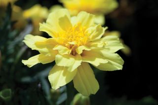 how to grow marigolds: Marigold Alumia 'Vanilla Cream'