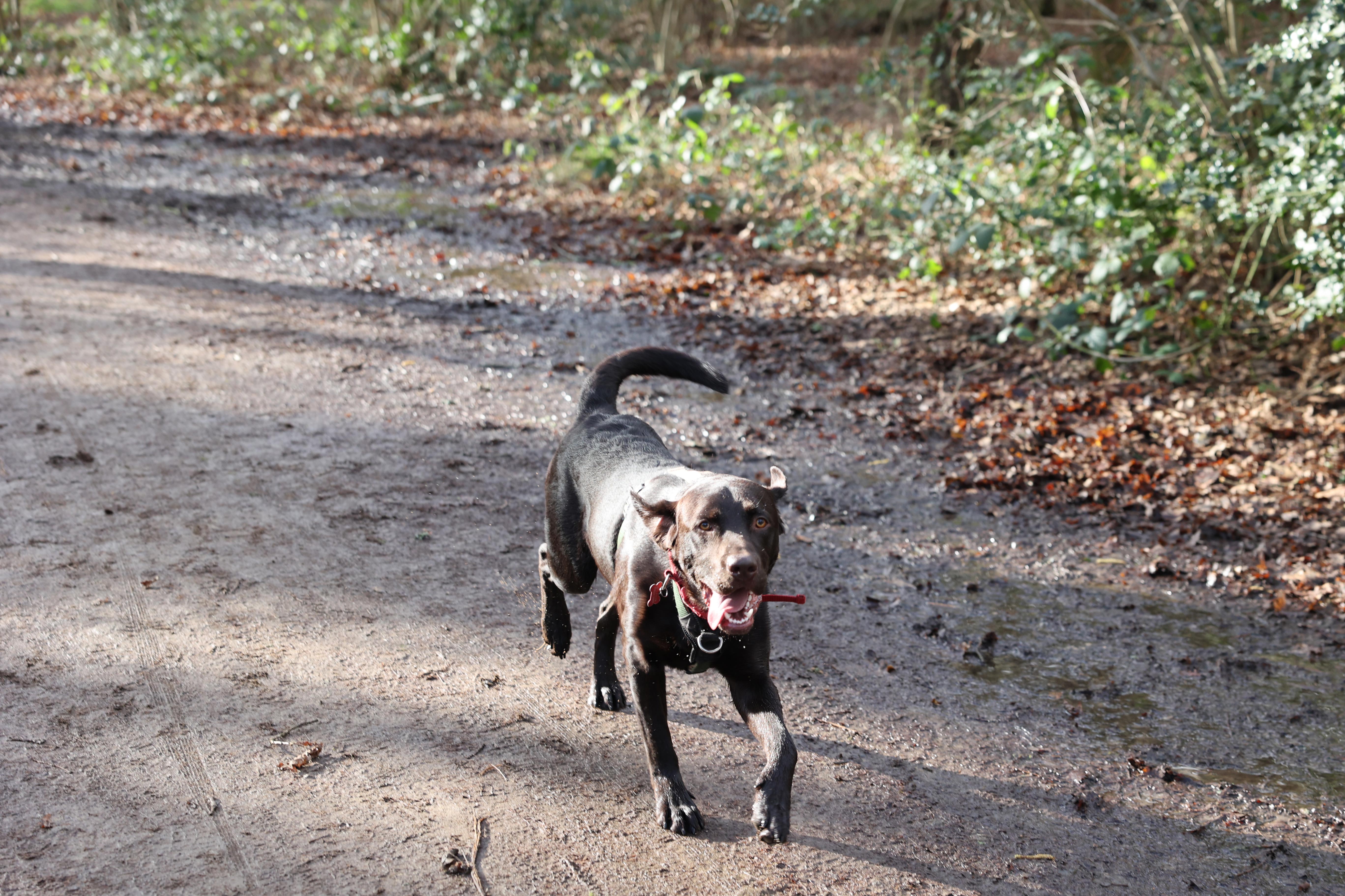 A shot taken with the Canon EOS R6. It shows a Labrador dog running towards the camera