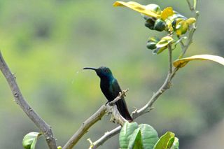 Un mascul de pasăre colibri mango cu gât negru (Anthracothorax nigricollis) în Finca El Colibrí Gorriazul, Fusagasugá, Columbia. Păsările colibri își pot extinde limbile lungi și subțiri de două ori mai mult decât ciocul, ceea ce le ajută să ajungă la nectarul din adâncul florilor.