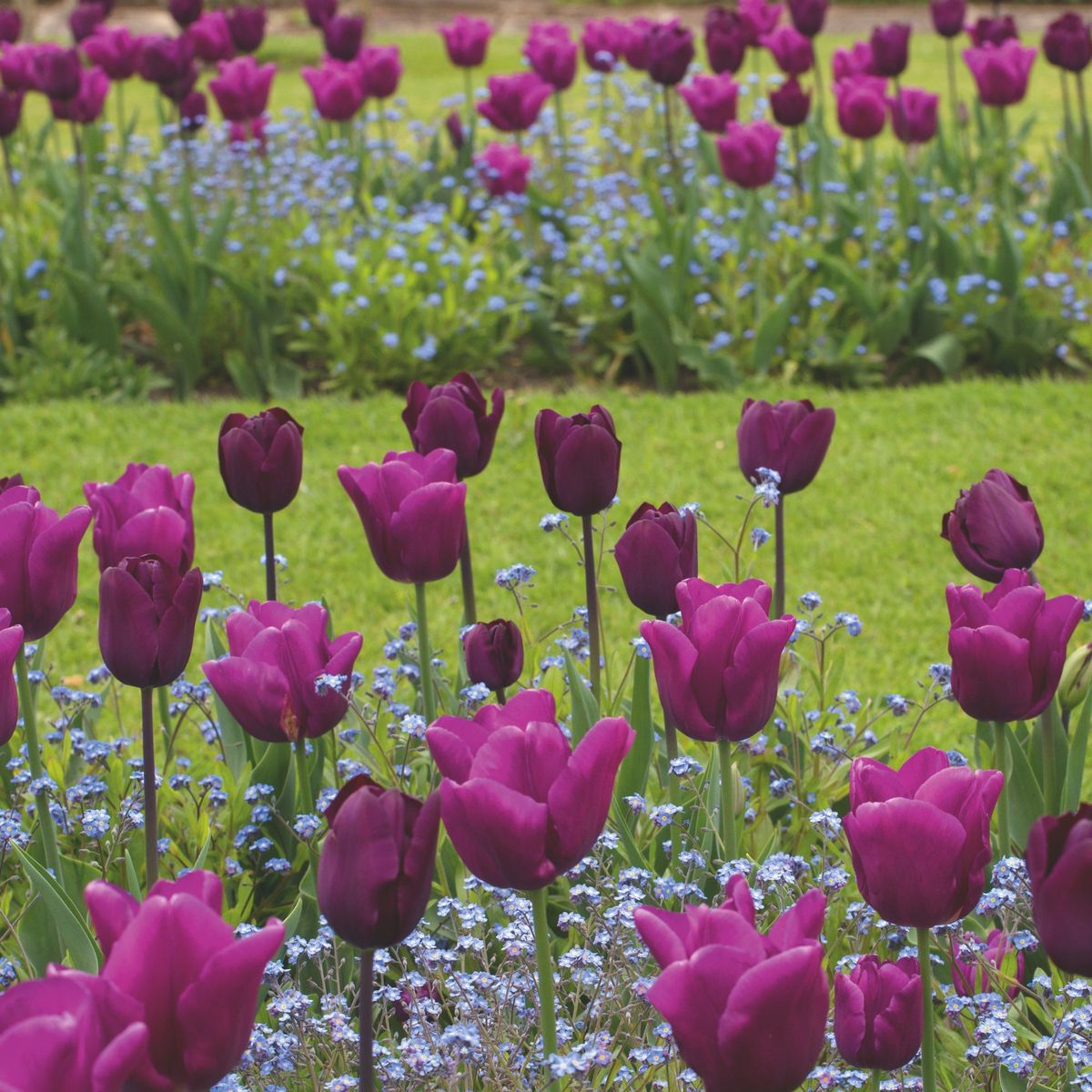 À quelle profondeur planter les bulbes de tulipes 