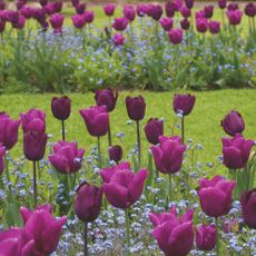 Purple tulip flowers in garden