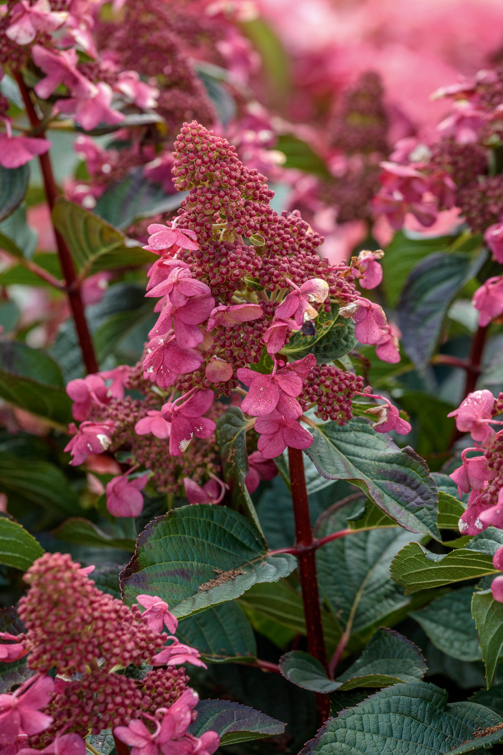 Hydrangeas at RHS Bridgewater