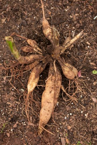 mature dahlia tubers just lifted for overwintering, harvesting