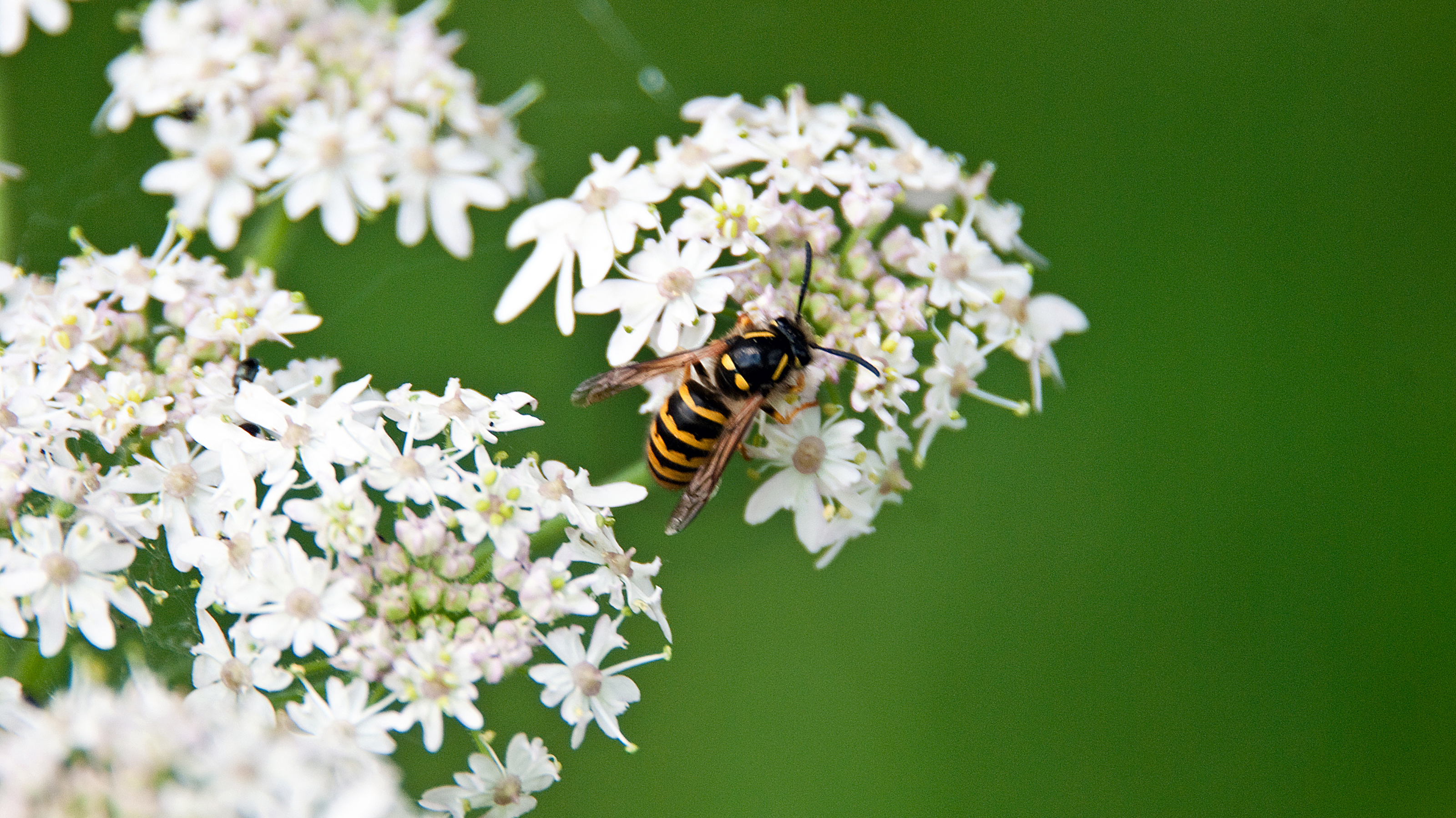 Wasp on white flower
