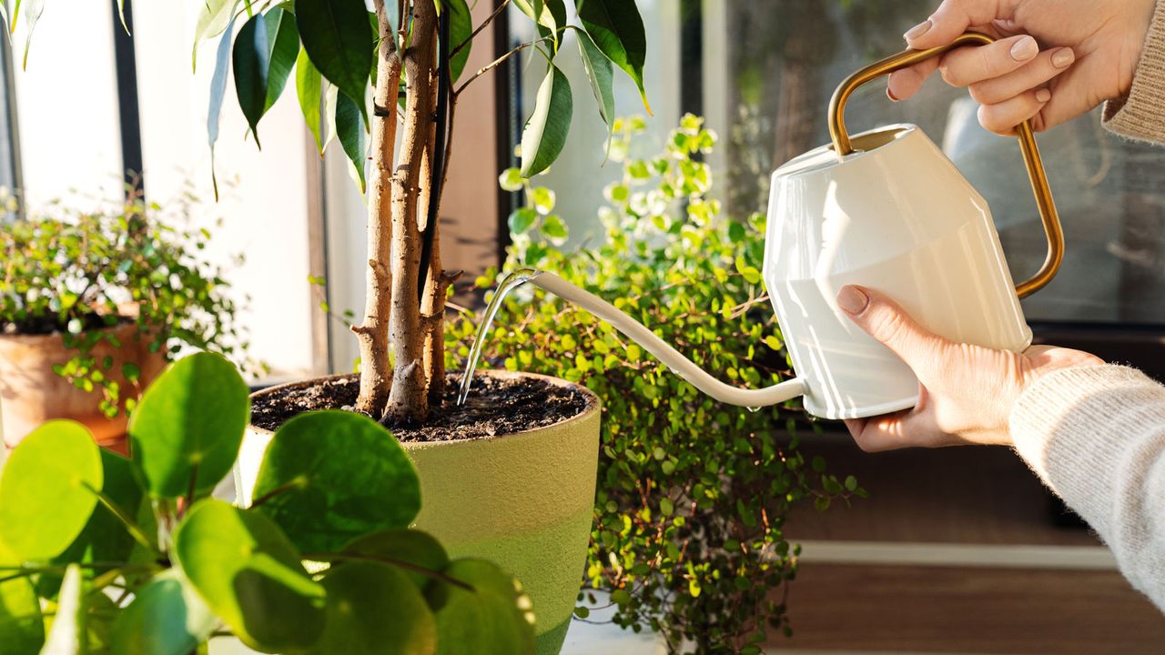 feeding houseplants on windowsill with a watering can