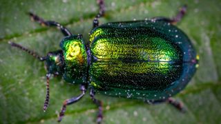 A shiny beetle 