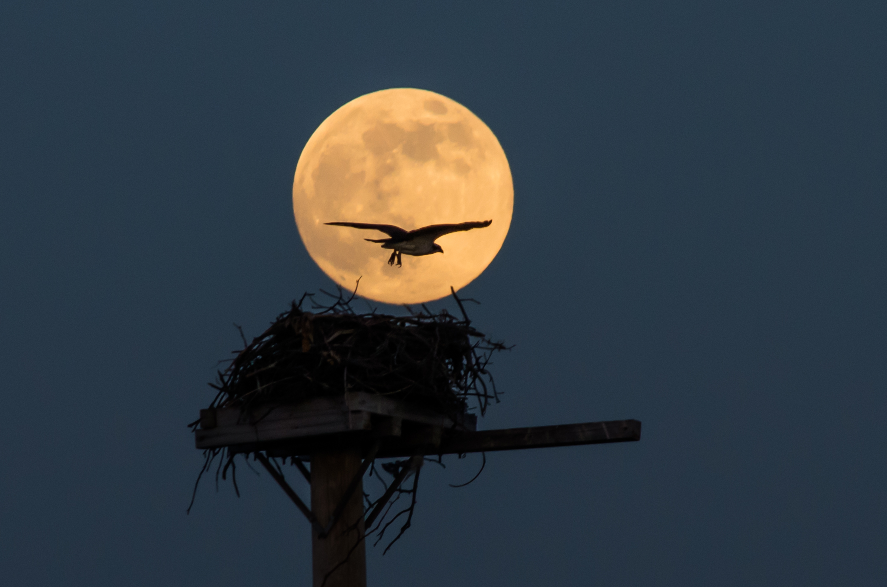 Photographer Medford Canby of Annapolis, Maryland, captured this amazing supermoon photo on June 23, 2013 as the full moon rose over a beach at Chesapeake Bay. There will be three supermoons in 2014, one each in July, August and September.