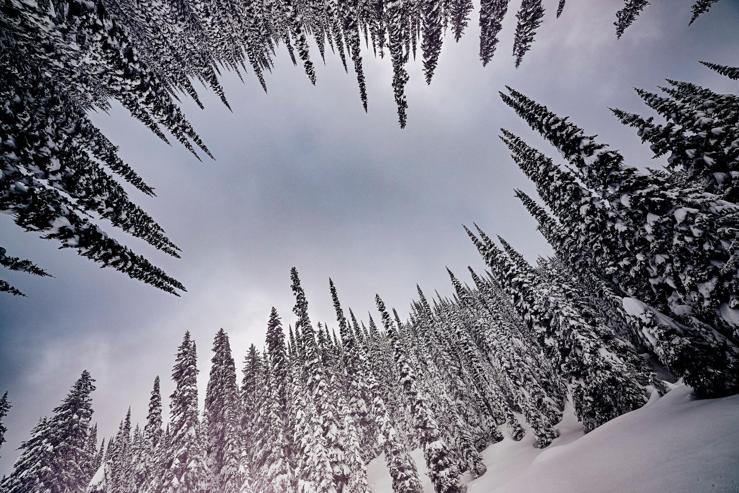 Upward shot of snow covered trees