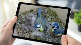 birdcam