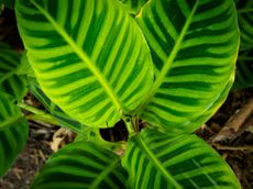 Green Striped Calathea Zebra Plant