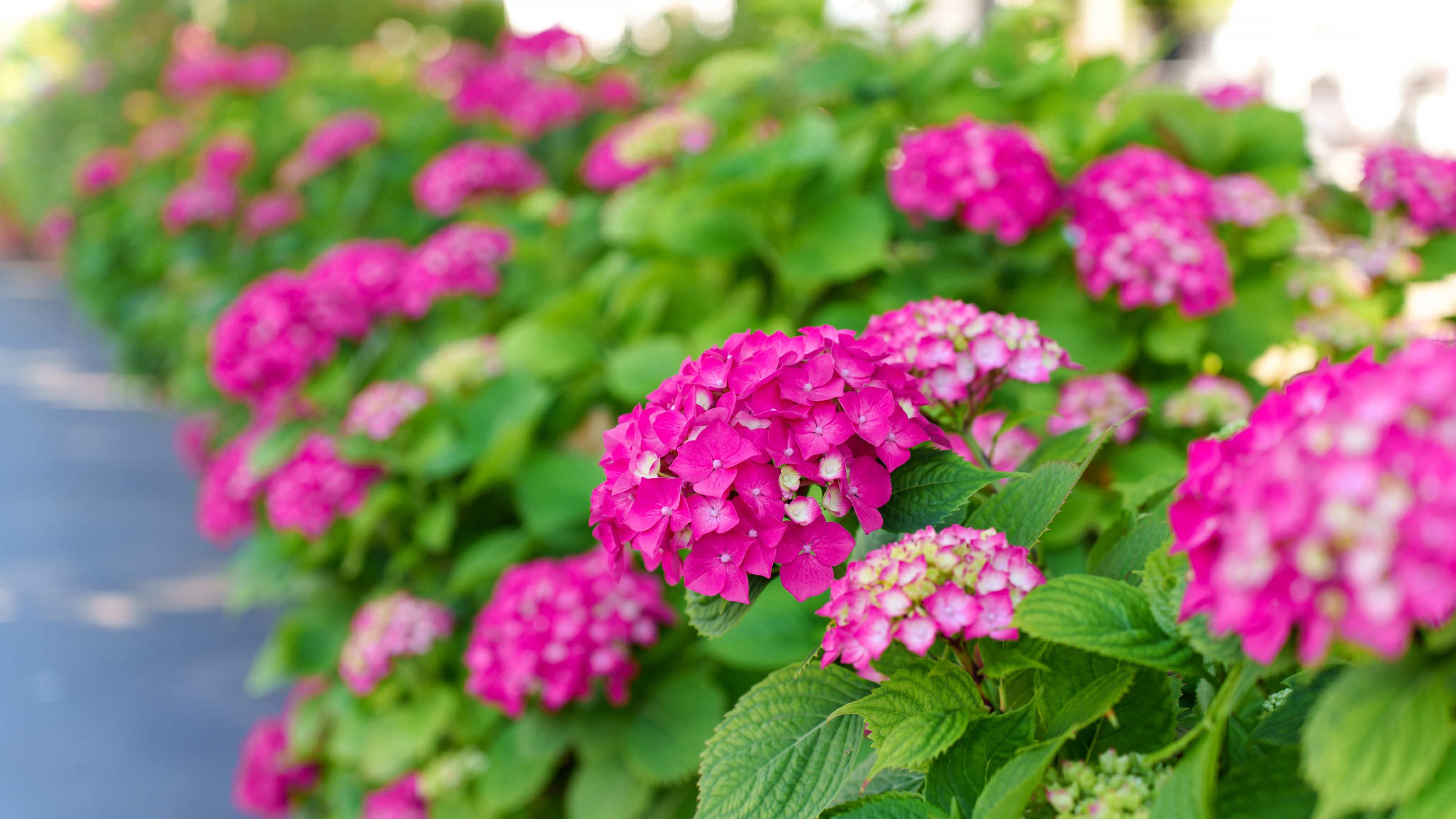 pink hydrangeas