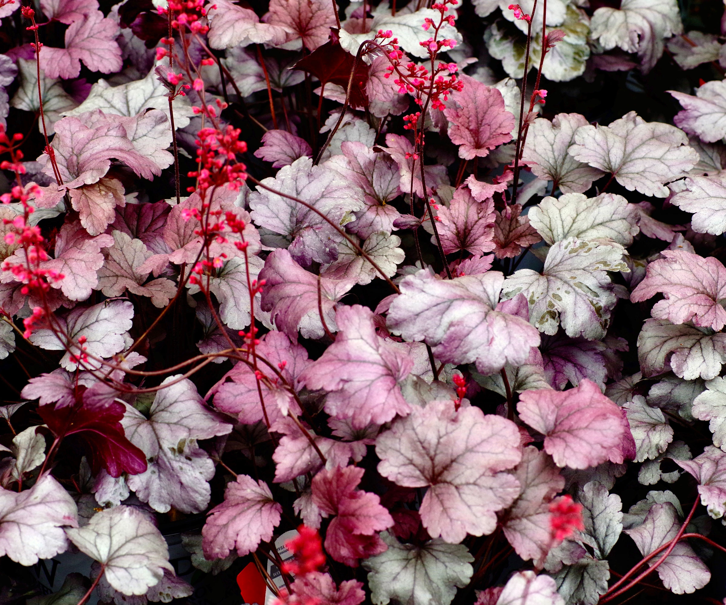heuchera plant with silver and purple leaves