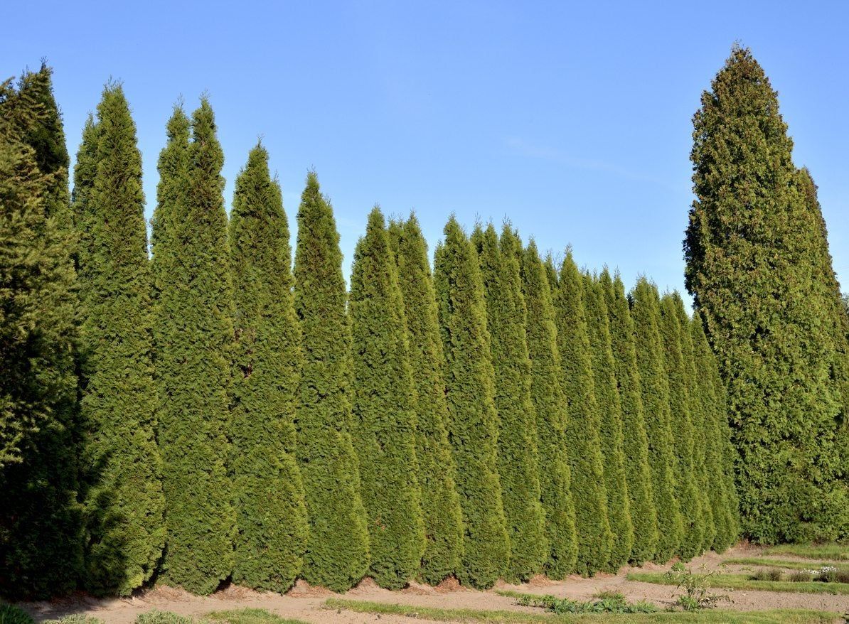 Row Of Tall Trees For Privacy