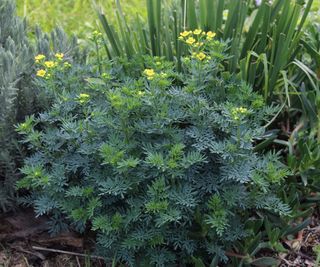 Close up of Ruta graveolens plant or also known as rue