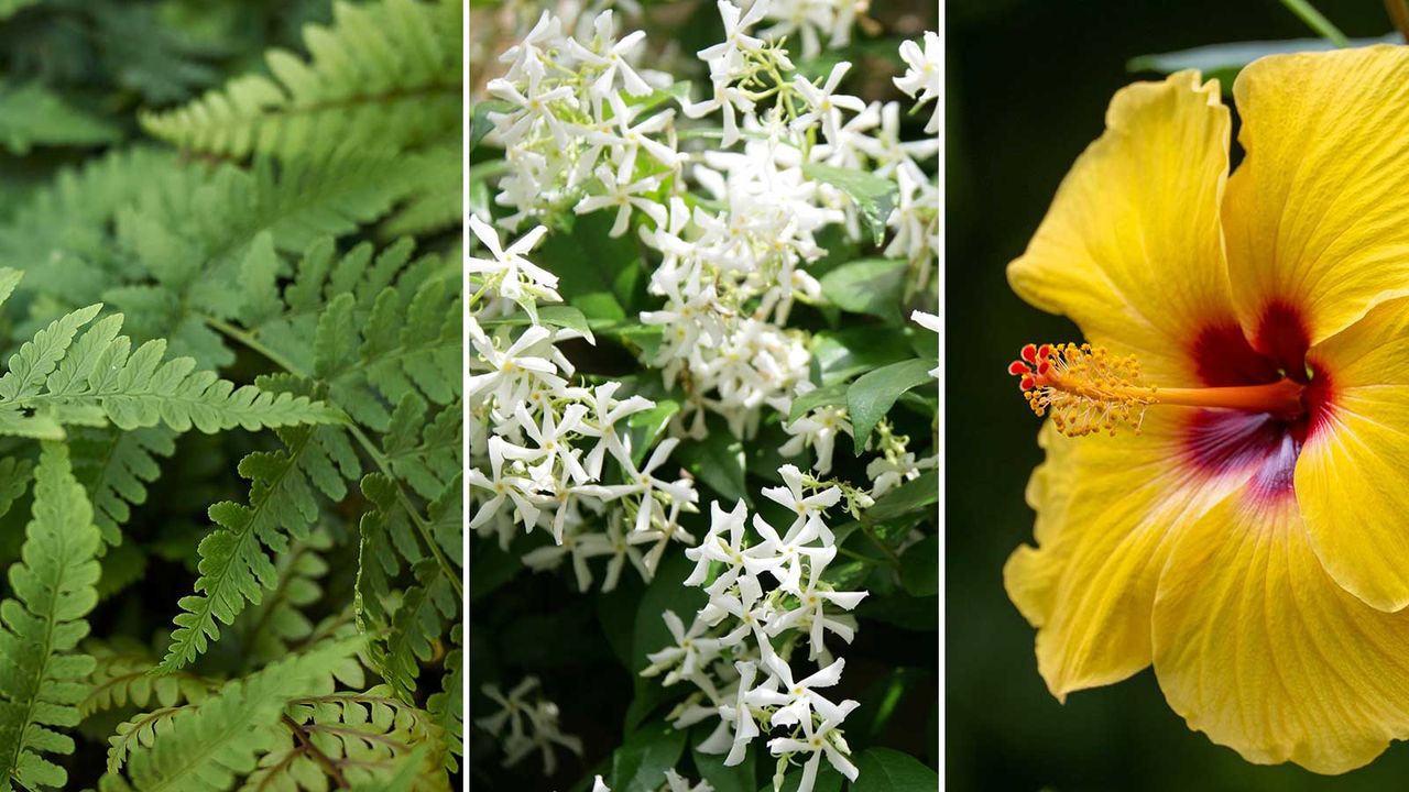 composite image of plants to Feng Shui a patio