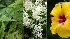 composite image of plants to Feng Shui a patio