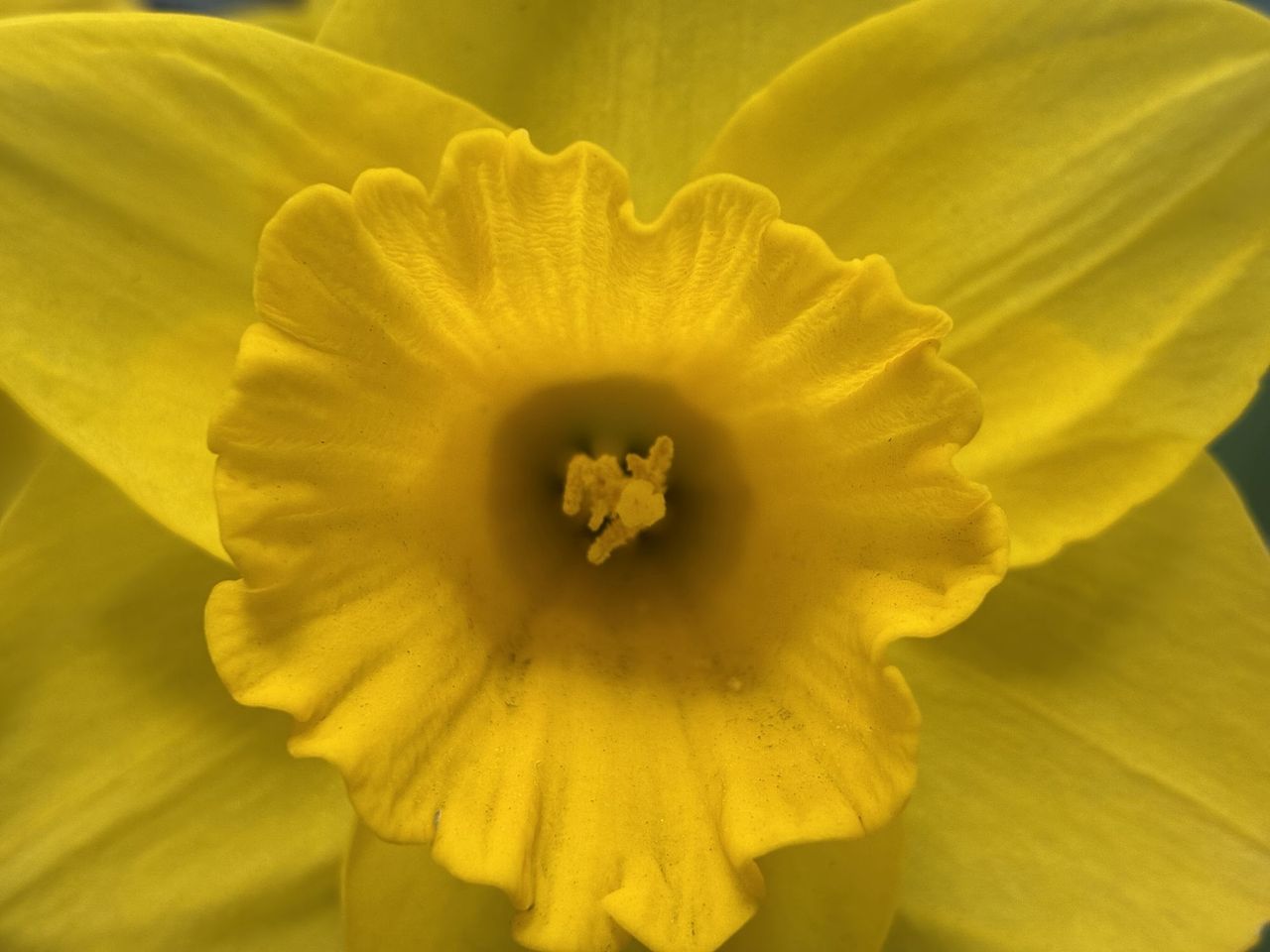 Apple iPhone 16e macro sample.
