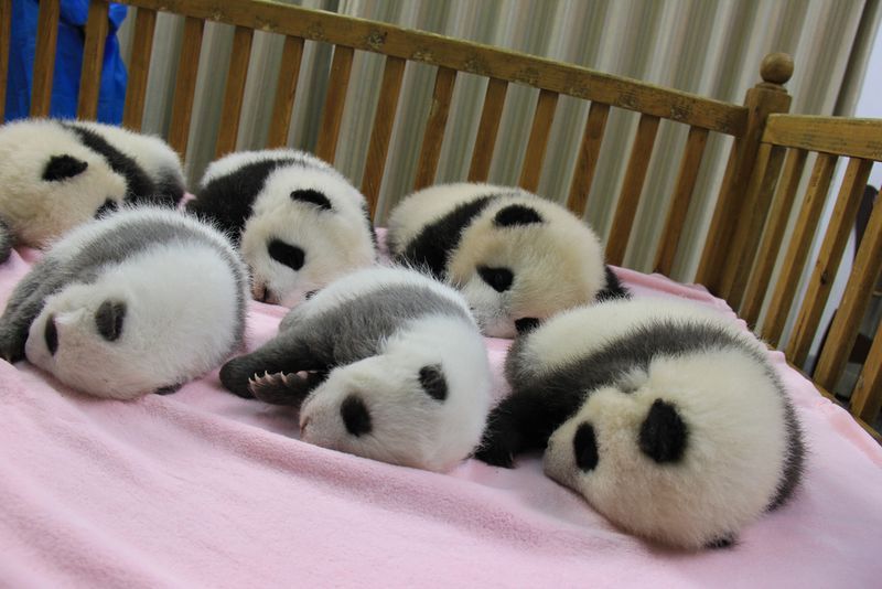 cute baby animals, giant panda cubs