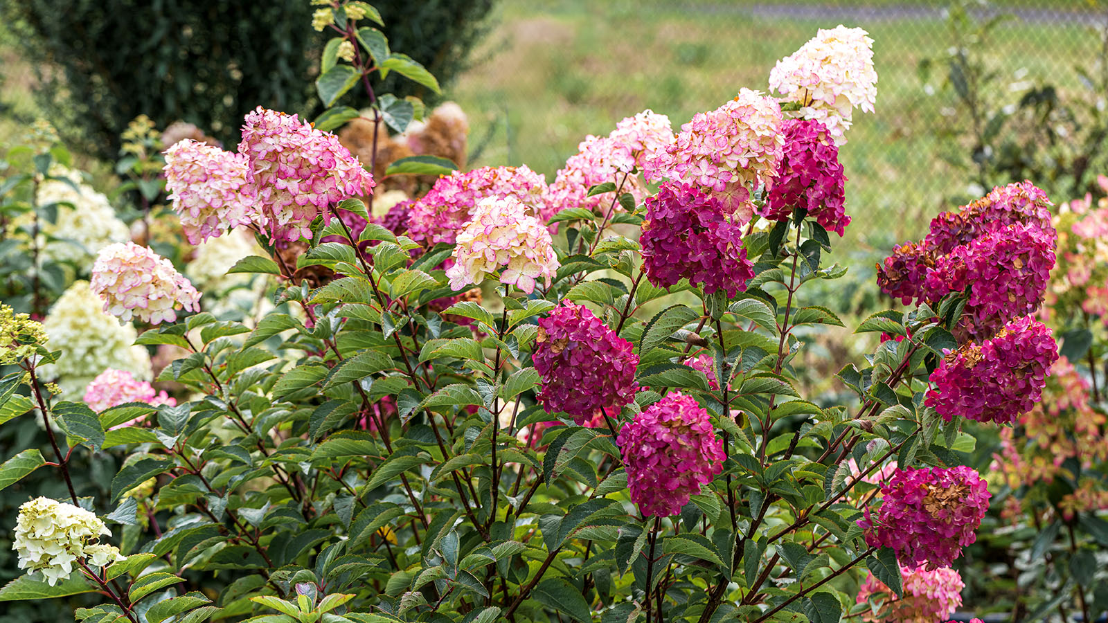 Perennials to plant in October