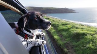 Dog leaning out car window on coastal drive