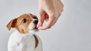 Brown and white dog eating food from owner's hand