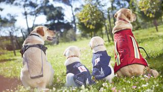 Four guide dogs training