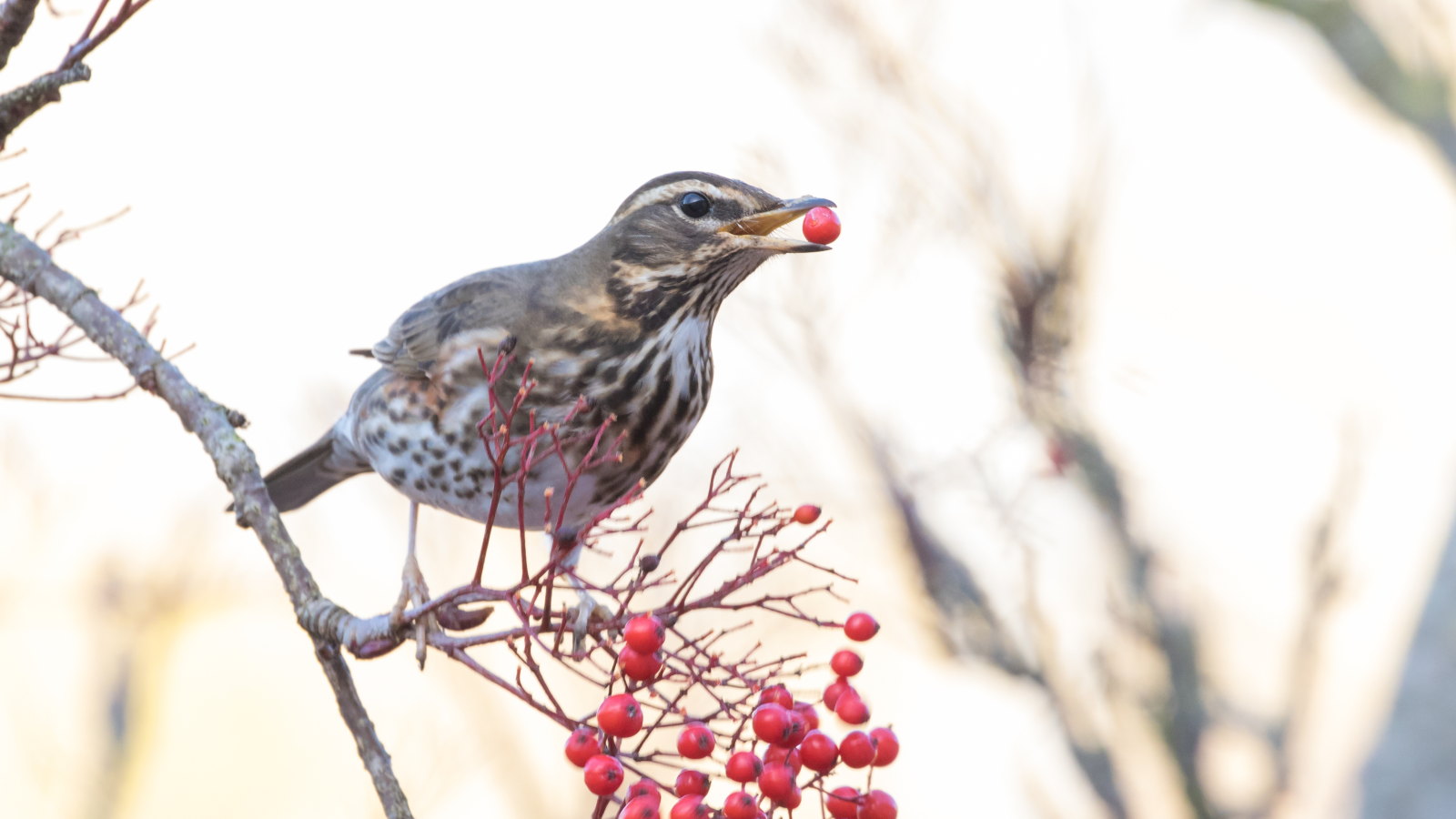 A songthrush eating red berries on a shrub in the winter