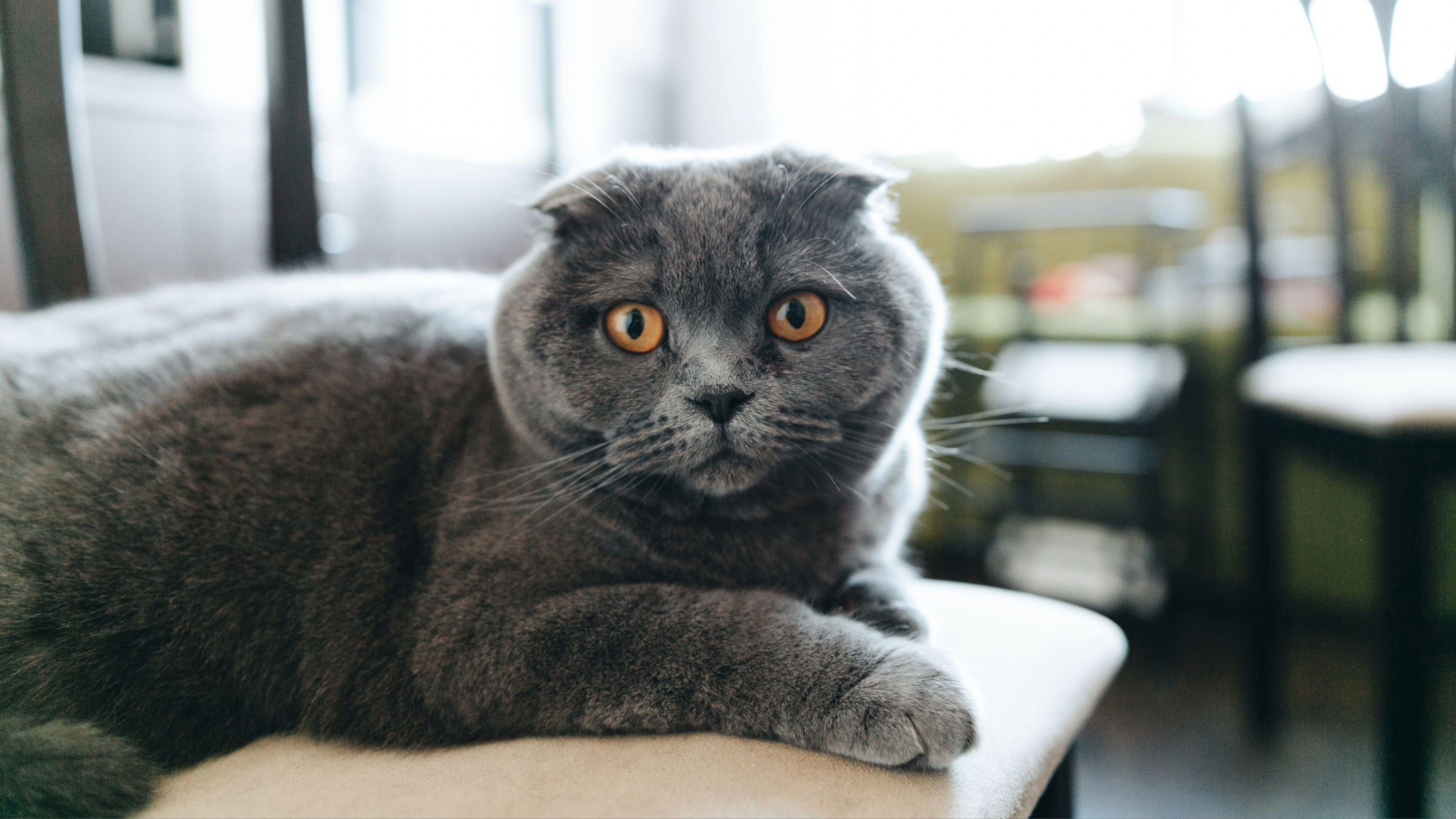 Scottish Fold