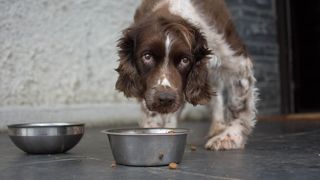 Dog food ingredients explained – a vet’s guide what's in your dog’s