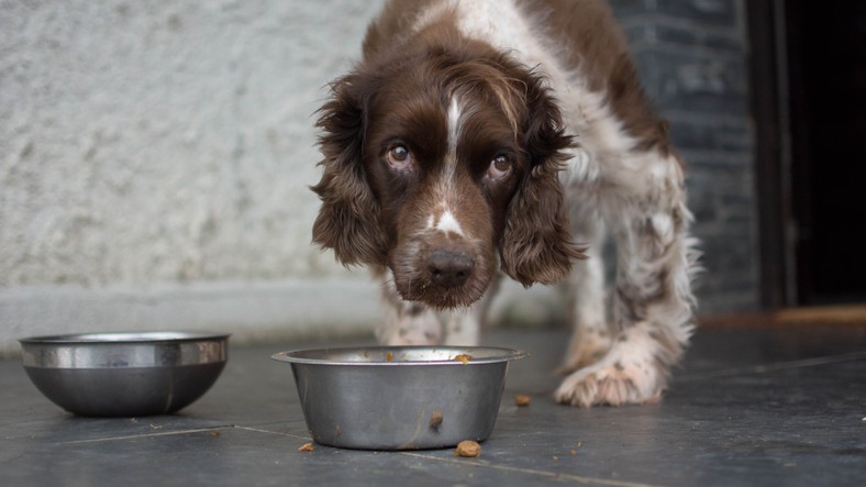 dog-food-ingredients-explained-a-vet-s-guide-what-s-in-your-dog-s