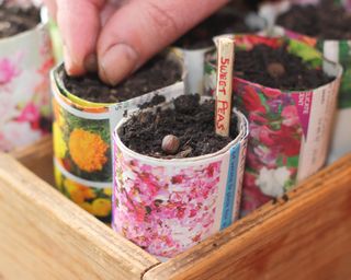 Planting seeds in DIY paper seed pots