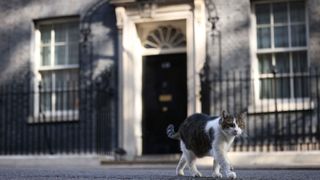 Larry the Downing St cat