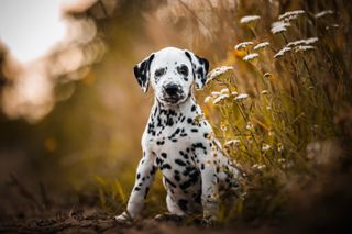 Portrait of Dalmatian dog standing on field,Les Bons Villers,Wallonie,Belgium