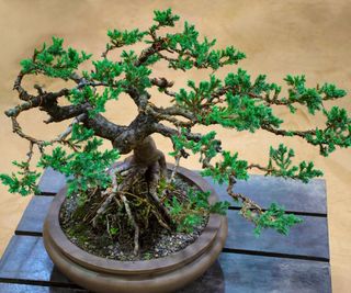 Juniper bonsai tree with green foliage